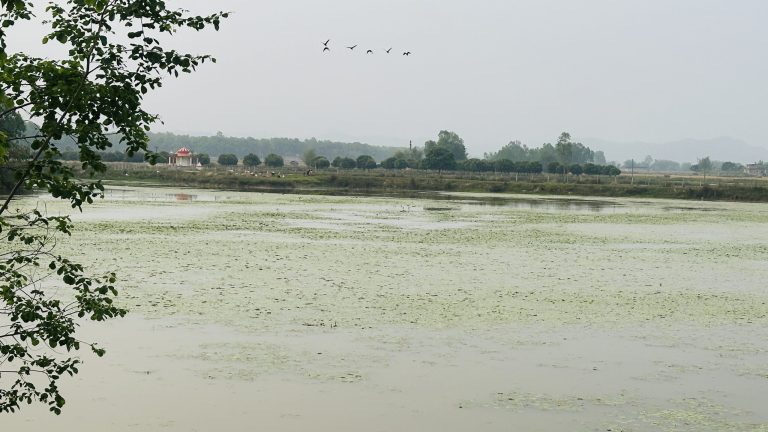 ओझेलमा देवीदह, संरक्षण नहुँदा चराको बासस्थान मासिँदै